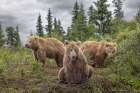 Alaskan brown bear along Alagnak River, Alaska. Art Print
